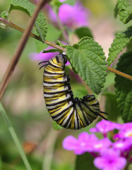 Monarch caterpillar
beginning to pupate